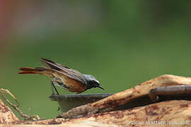 Common Redstart