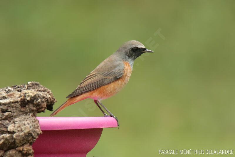 Common Redstartadult post breeding