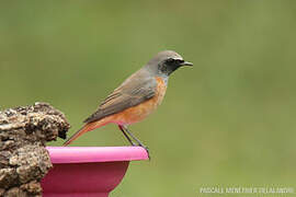 Common Redstart