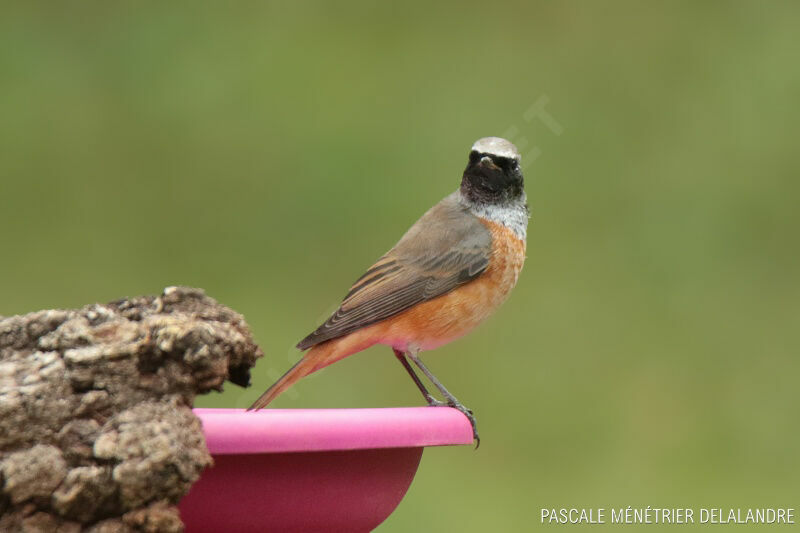 Common Redstartadult post breeding