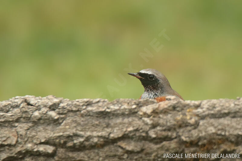 Common Redstartadult post breeding