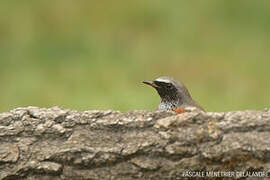 Common Redstart