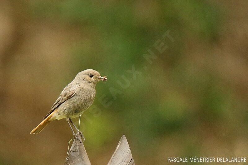 Black Redstart female