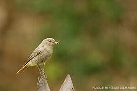 Black Redstart