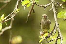 Black Redstart