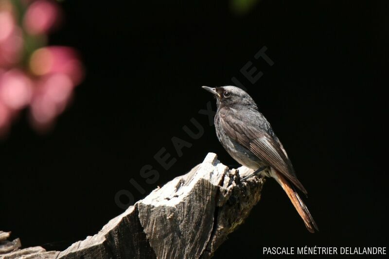 Black Redstart male