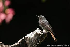 Black Redstart