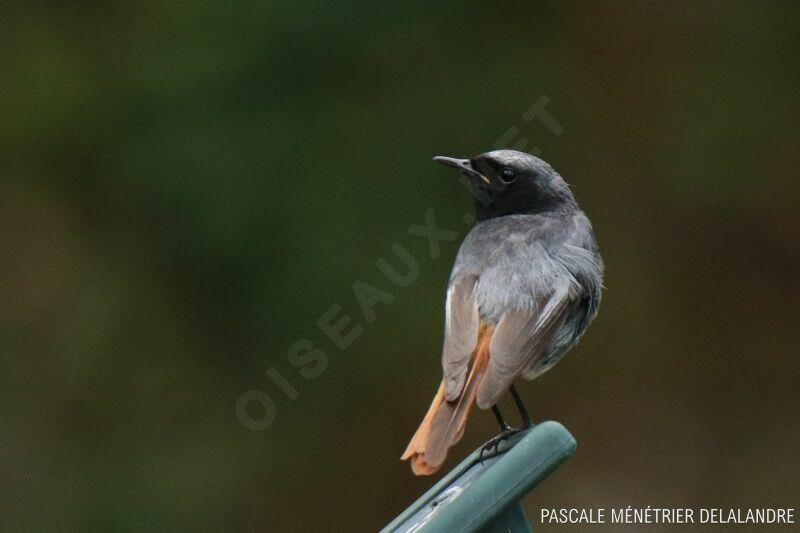 Black Redstart male