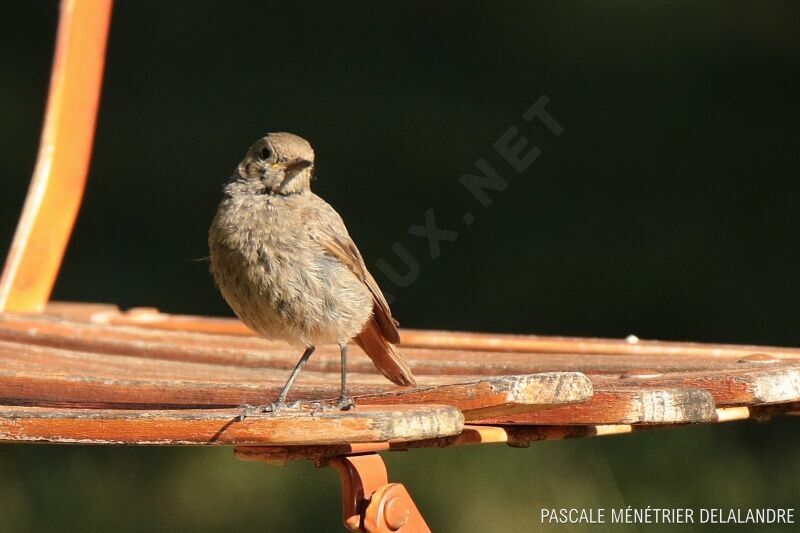 Black Redstartjuvenile