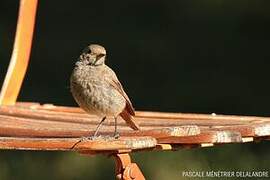 Black Redstart