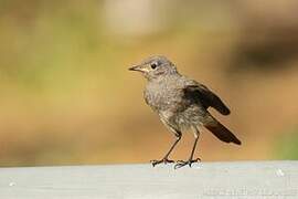 Black Redstart