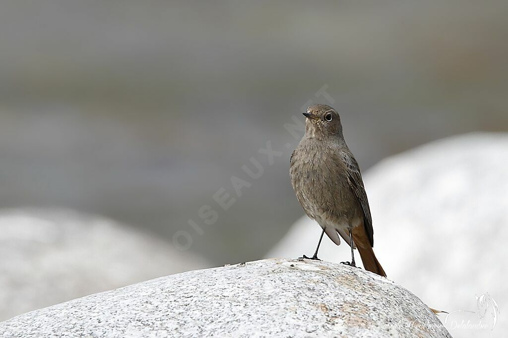 Black Redstart female