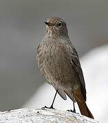 Black Redstart