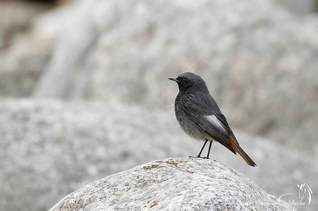 Black Redstart male