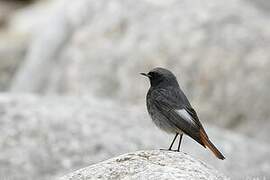 Black Redstart