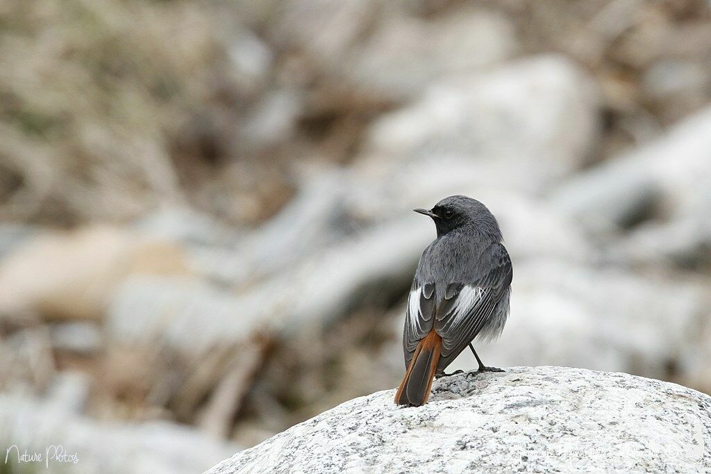 Black Redstart male