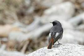 Black Redstart