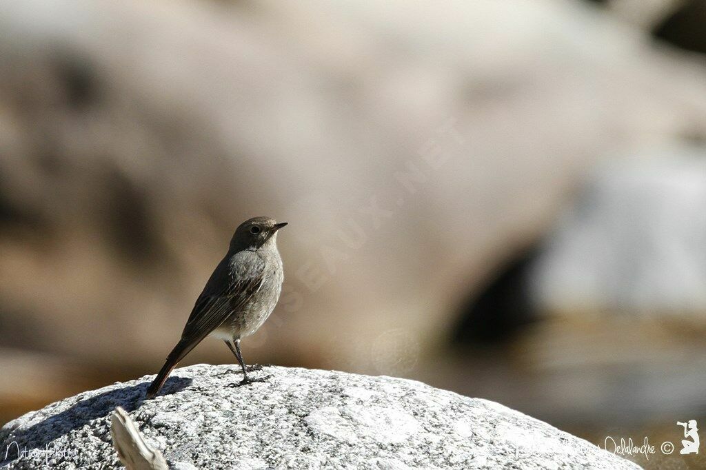 Black Redstart female