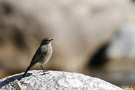 Black Redstart