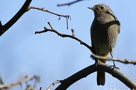 Black Redstart