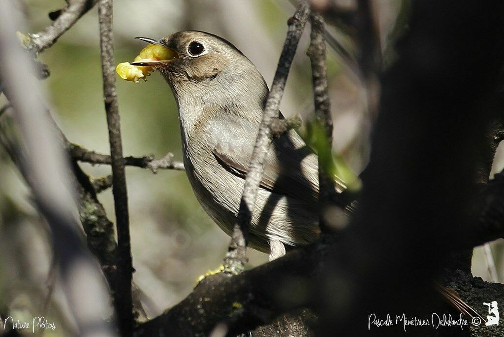 Black Redstart female