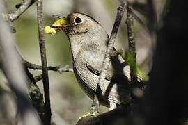 Black Redstart