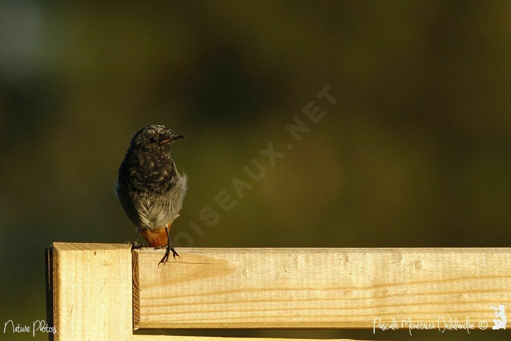 Black Redstartjuvenile