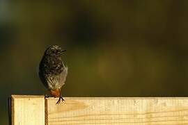 Black Redstart