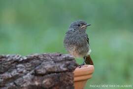 Black Redstart