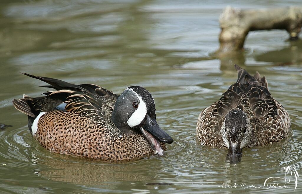 Sarcelle à ailes bleues