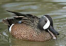 Blue-winged Teal