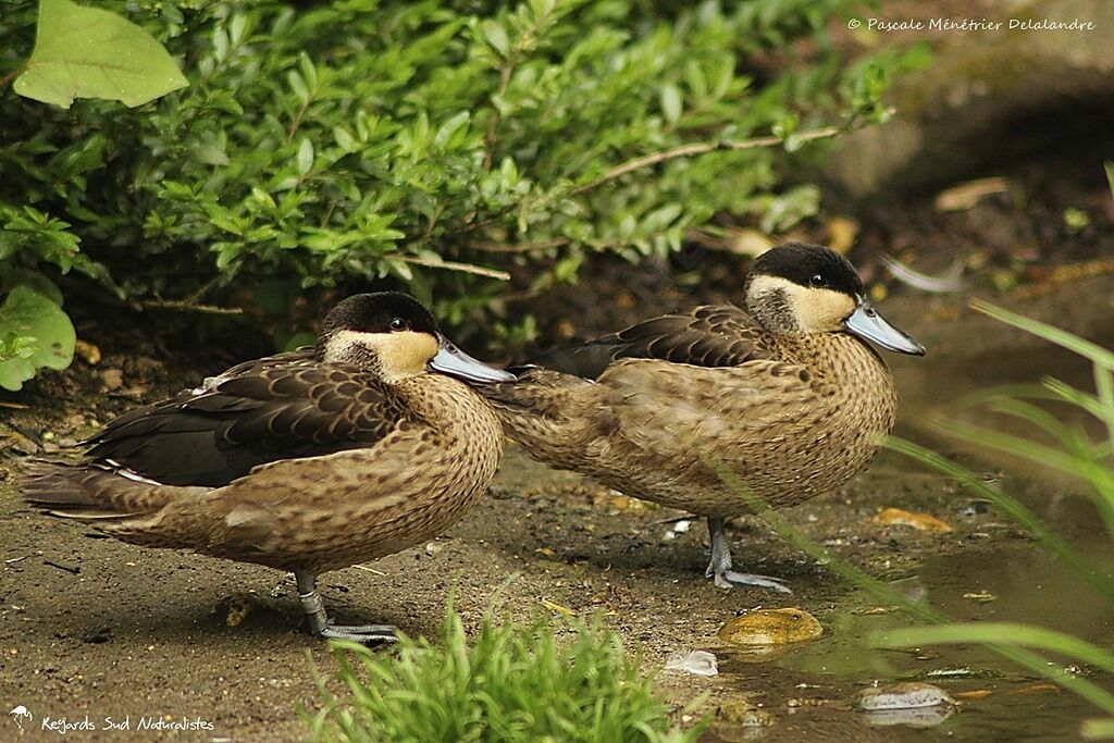 Silver Teal