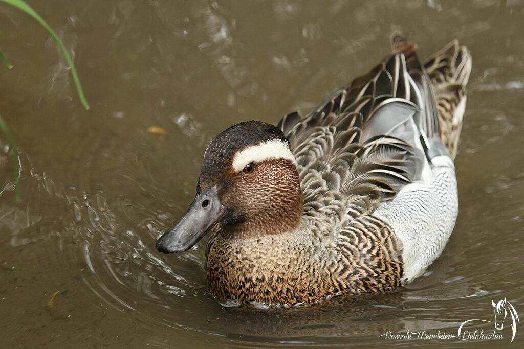 Garganey