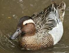 Garganey