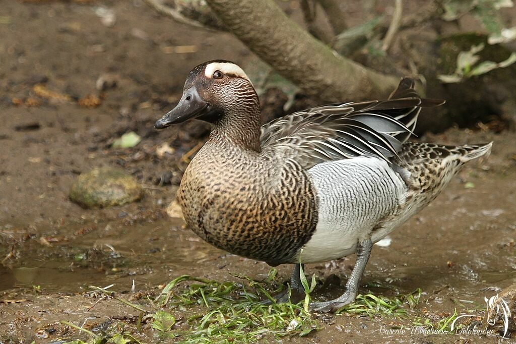 Sarcelle d'été