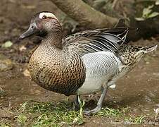 Garganey