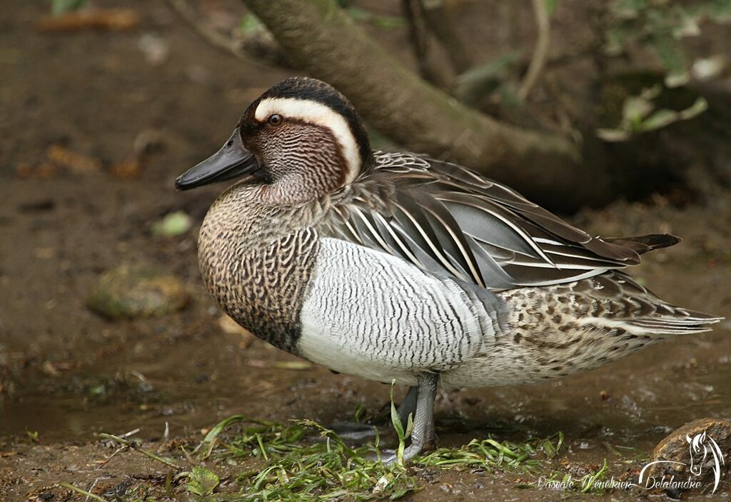 Garganey