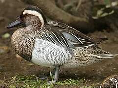 Garganey