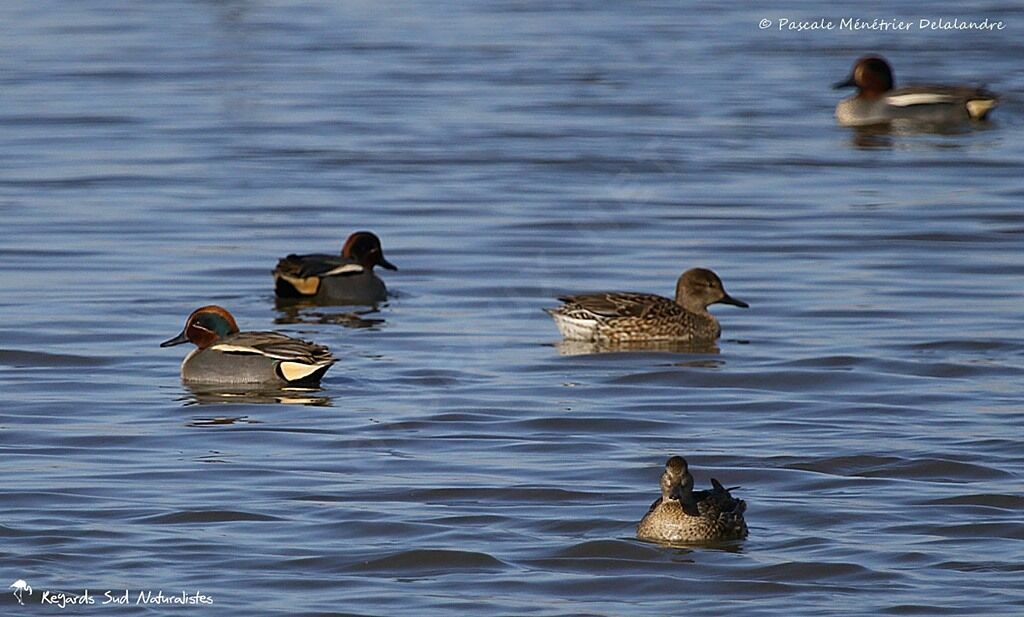 Eurasian Teal