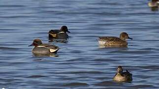 Eurasian Teal