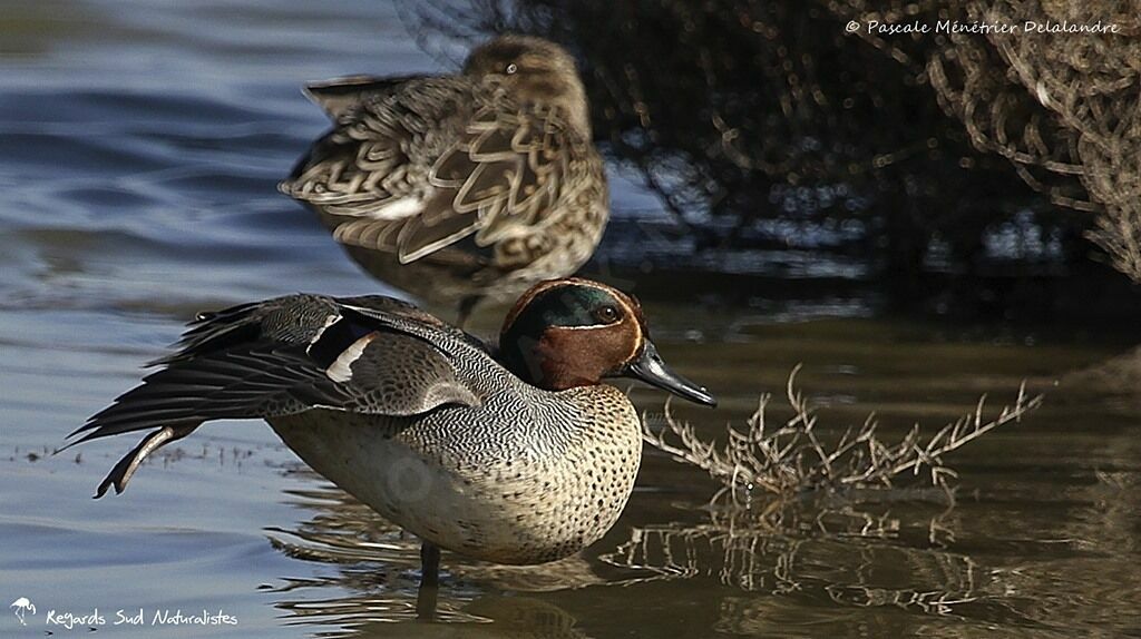 Eurasian Teal