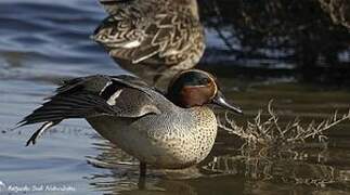 Eurasian Teal