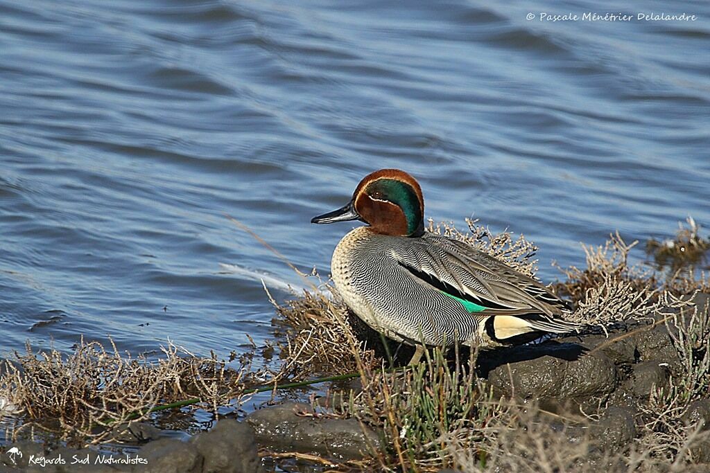 Eurasian Teal