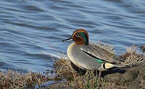 Eurasian Teal