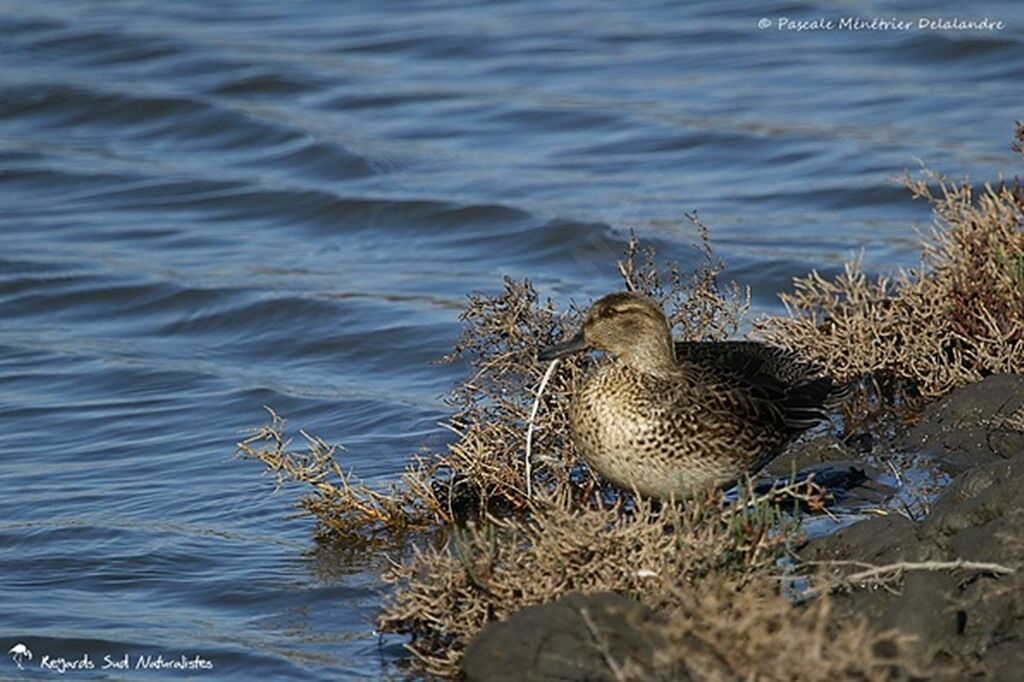 Eurasian Teal