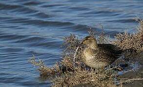 Eurasian Teal