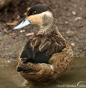 Hottentot Teal