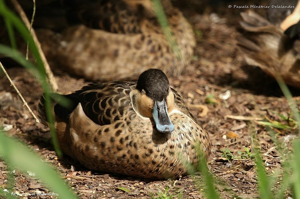 Blue-billed Teal