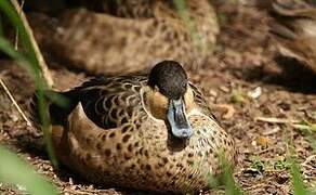 Blue-billed Teal