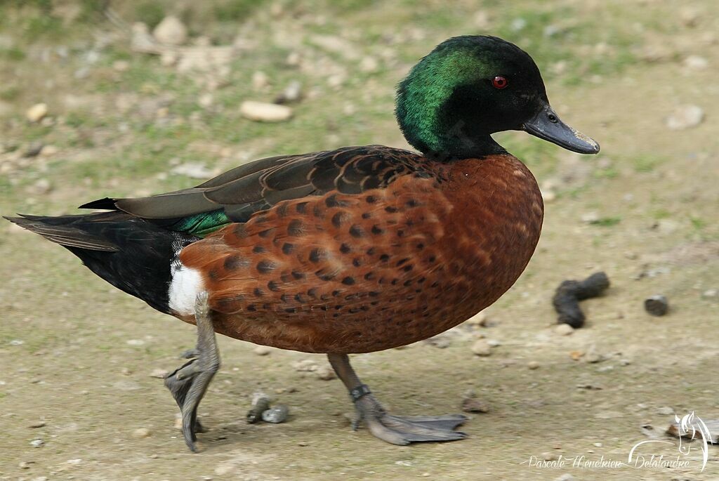 Chestnut Teal